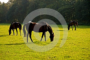 Horses in grassland