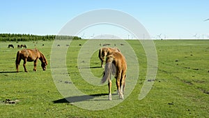 Horses on the grassland