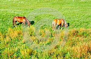 The horses on the grassland