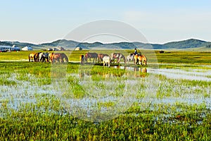 The horses on the grassland