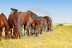 Horses graze