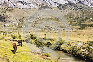 Horses graze along a stream in Huascaran National Park