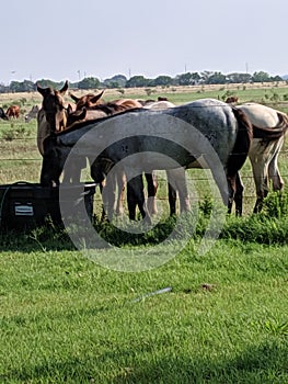 Horses graze alot