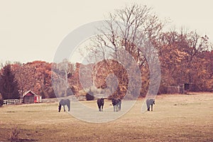 Horses Graze in Autumn