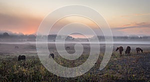 Horses graze in early morning fog as the sun rises in early fall