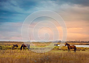 Horses graze in a field photo