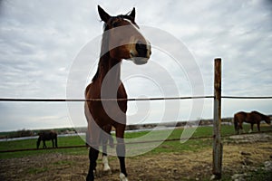 Horses graze in a field on a spring day with overcast sky.