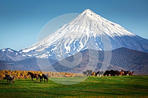 Caballos apacentar volcán 