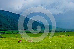 Horses graze in a grassland with mountains in the backdrop