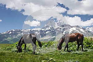 Horses graze on green meadow in mountains against backdrop of Mount Ushba in Svaneti, Georgia. Horses eat grass on mountain meadow photo