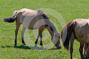 Horses graze on a green pasture.