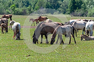 Horses graze on a green pasture. Bashkiria