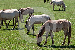 Horses graze on a green pasture. Bashkiria