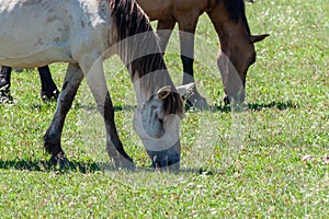 Horses graze on a green pasture. Horses, close-up. Bashkiria