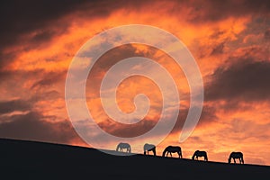 Horses graze on the hills at sunset