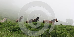 Horses graze in the meadow