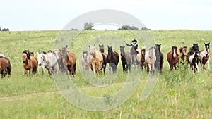 Horses graze in the meadow.