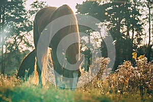 Horses graze in the meadow at a beautiful sunset in summer, defocused, tinted. Blurry focus