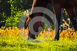 Horses graze in the meadow at a beautiful sunset in summer, defocused, tinted. Blurry focus