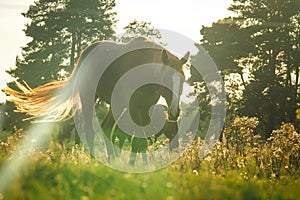 Horses graze in the meadow at a beautiful sunset in summer, defocused, tinted. Blurry focus