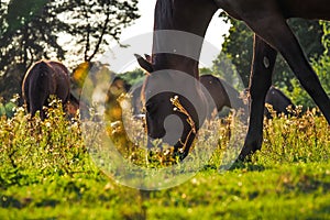 Horses graze in the meadow at a beautiful sunset in summer, defocused, tinted. Blurry focus