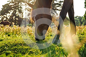 Horses graze in the meadow at a beautiful sunset in summer, defocused, tinted. Blurry focus