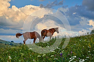 Horses graze in a meadow in the mountains, sunset in carpathian mountains - beautiful summer landscape, bright cloudy sky and