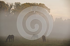 Horses graze in the morning mist