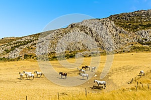 Horses graze in the mountain of Sierra del Torcal close to El Torcal near to Antequera, Spain