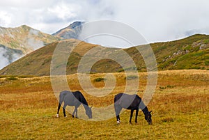 Horses graze in the mountain steppe