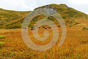 Horses graze in the mountain steppe