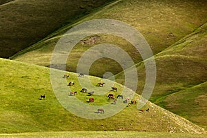 Horses graze in the mountains