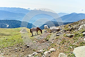 Horses graze in mountains