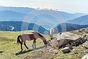 Horses graze in mountains