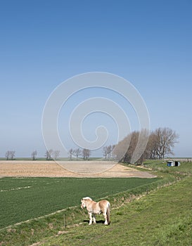 Horses graze near country road on island of noord beveland in dutch province of zeeland in the netherlands photo