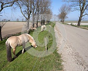 Horses graze near country road on island of noord beveland in dutch province of zeeland in the netherlands photo