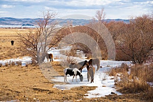 Horses graze near Lake Baikal in the Sarma area in the spring. In the background is Olkhon Island.