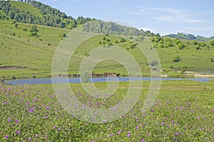 Horses graze near the lake beautiful landscape in summer