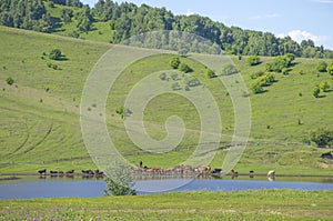 Horses graze near the lake beautiful landscape in summer