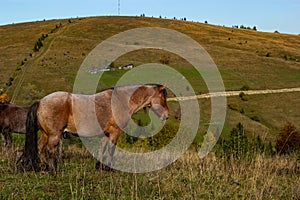 Horses graze near the mountain in the pasture in the autumn