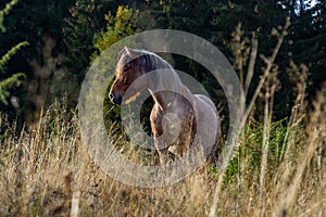 Horses graze near the mountain in the pasture in the early autumn. Honed horses graze in a pasture in the mountains