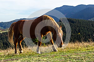 Horses graze near the mountain in the pasture in the early autumn. Honed horses graze in a pasture in the mountains