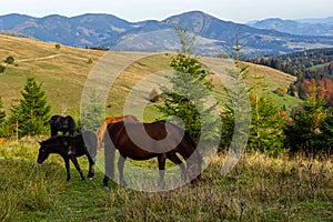 Horses graze near the mountain in the pasture in the early autumn. Honed horses graze in a pasture in the mountains