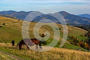 Horses graze near the mountain in the pasture in the early autumn. Honed horses graze in a pasture in the mountains