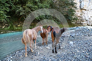 Horses graze near the river Jampal i