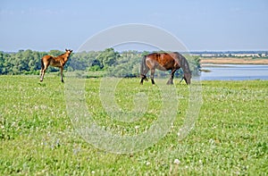 Horses graze near the river.