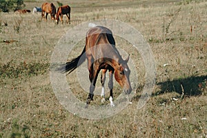 Horses graze outdoors in the autumn field 1