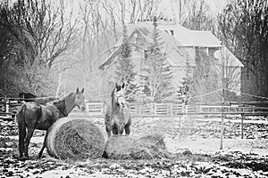 Horses graze in the paddock and eat