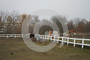 Horses graze in a paddock pasture. Stadtrandhof, Waltersdorfer Chaussee, 12529 Schoenefeld, Germany