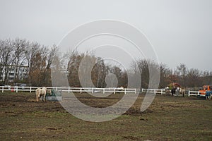 Horses graze in a paddock pasture. Stadtrandhof, Waltersdorfer Chaussee, 12529 Schoenefeld, Germany